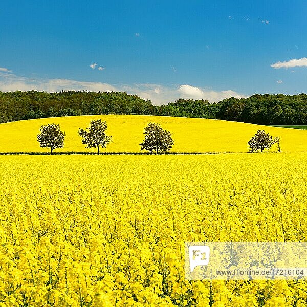 Blühendes Rapsfeld unter blauem Himmel  bei Freyburg  Burgenlandkreis  Sachsen-Anhalt  Deutschland  Europa