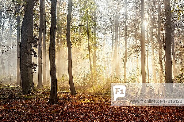 Lichtdurchfluteter Laubwald aus Eichen und Buchen im Herbst  Sonne strahlt durch Nebel  bei Freyburg  Burgenlandkreis  Sachsen-Anhalt  Deutschland  Europa