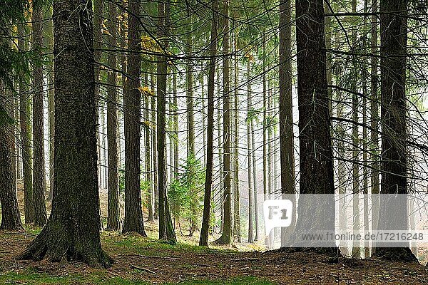 Nebliger Wald im Herbst  große alte Fichten  Harzvorland  Mansfeld-Südharz  Sachsen-Anhalt  Deutschland  Europa