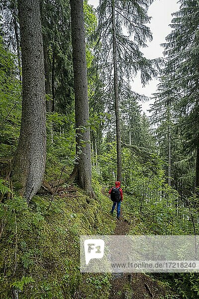 Hiker in the forest  Lauterbrunnen  Swiss Alps  Switzerland  Europe