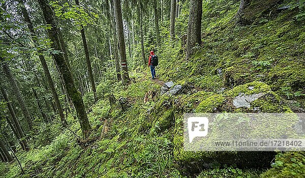 Hiker in the forest  Lauterbrunnen  Swiss Alps  Switzerland  Europe