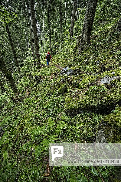 Hiker on hiking trail in forest  Lauterbrunnen  Swiss Alps  Switzerland  Europe