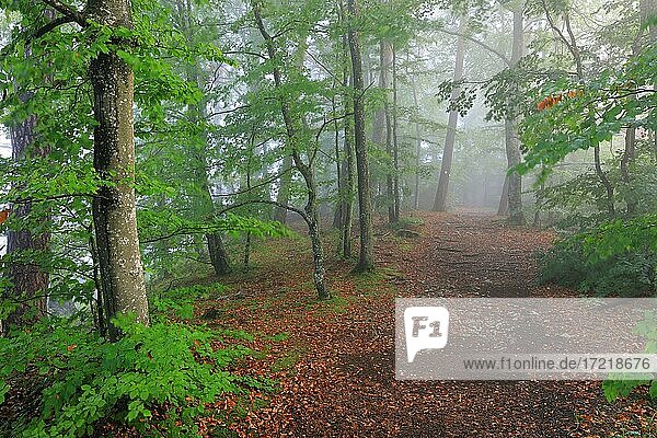 Wanderweg im Buchenwald (Fagus),  Nebelstimmung,  Naturpark Obere Donau,  Baden-Württemberg,  Deutschland,  Europa