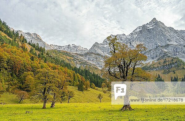 Ahornbaum mit Herbstlaub  Herbstlandschaft im Rißtal mit Spritzkarspitze  Großer Ahornboden  Engalpe  Eng  Gemeinde Hinterriß  Karwendelgebirge  Alpenpark Karwendel  Tirol  Österreich  Europa