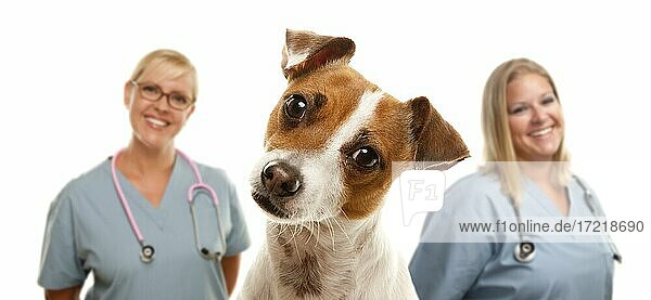 Adorable jack russell terrier and veterinarians behind isolated on a white background