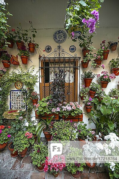 Fenster im mit Blumen geschmückten Innenhof  Geranien in Blumentöpfen an der Hauswand  Fiesta de los Patios  Córdoba  Andalusien  Spanien  Europa