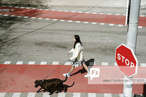 Mittlere erwachsene Frau überquert Straße mit Labrador Retriever