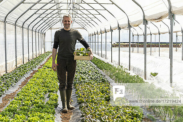 Lächelnder Bauer mit Kiste in einem Salatfeld im Gewächshaus
