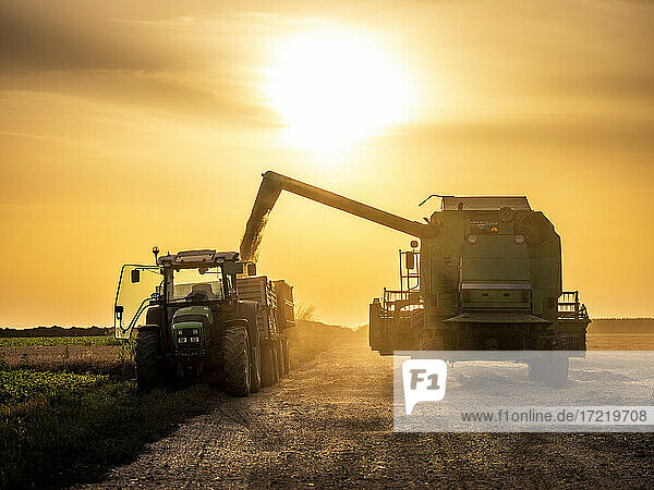 Sonne geht über einem Mähdrescher auf  der einen Traktoranhänger mit geerntetem Weizen füllt