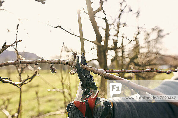 Farmer using pruning shears on bare tree at orchard during sunny day