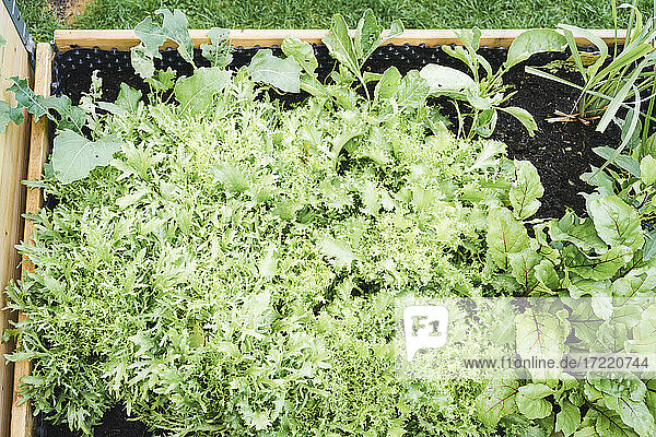 Endivie und Rüben im Gemüsegarten in Kisten gepflanzt