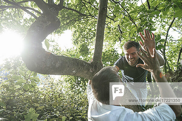 Vater gibt seinem Sohn auf einem Baum an einem sonnigen Tag ein High Five