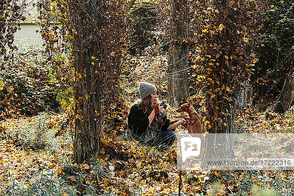 Frau fotografiert Hund inmitten von Bäumen im Wald im Herbst