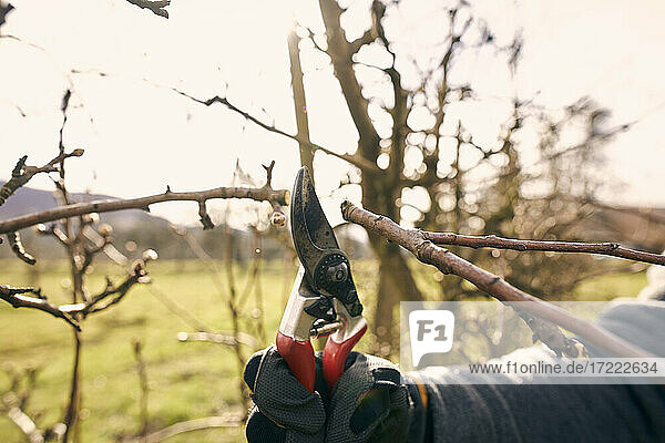 Farmer holding pruning shears while cutting bare tree branch at orchard on sunny day