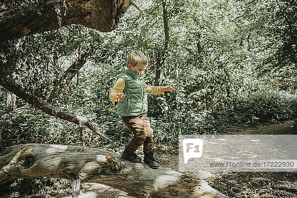 Preschooler boy balancing on fallen tree trunk in forest during vacations