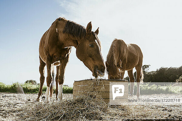 Zwei braune Pferde fressen Heu auf einem Feld