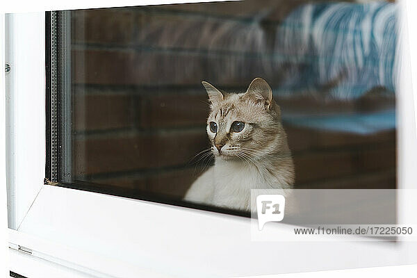 Hauskatze schaut durchs Fenster