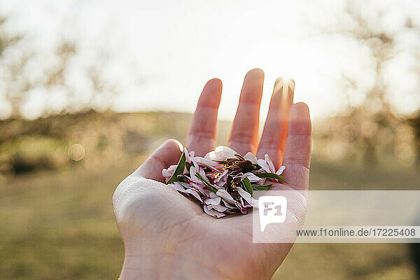 Woman's hand holding almond blossom petals