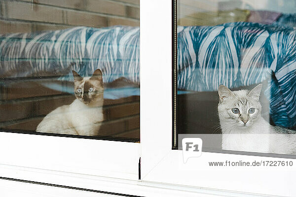 Zwei Hauskatzen schauen durch ein Fenster