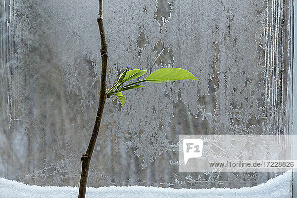 Zweig mit Blättern am eisigen Winterfenster