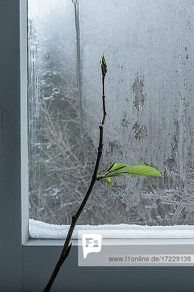 Pflanzenzweig und Knospe wachsen am eisigen Winterfenster