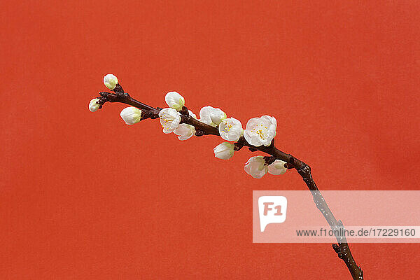 Schöne weiße Kirschblüte Stamm auf rotem Hintergrund