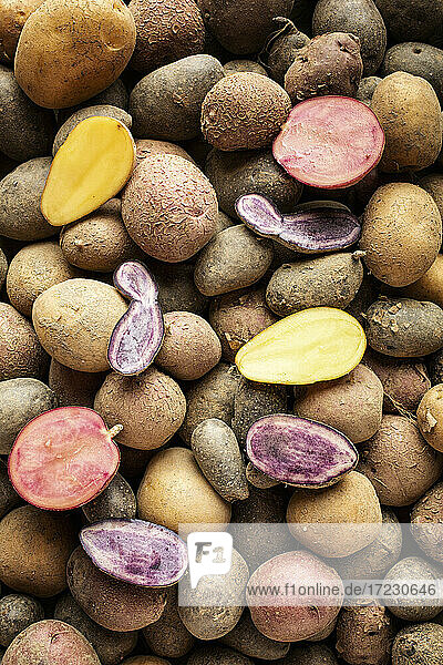 Potatoes of various types and colors