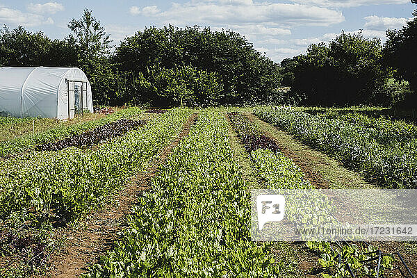 Blick entlang von Gemüsereihen auf einem Feld  Polytunnel im Hintergrund.