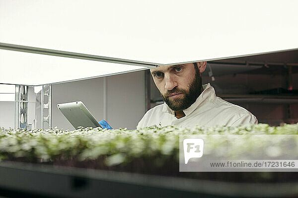 Mann mit Tablet zur Kontrolle von Mikrogrüns in städtischer Farm