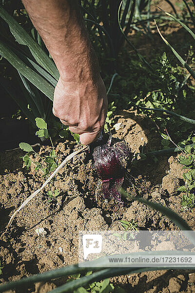 High angle close up of farmer harvesting red onion.