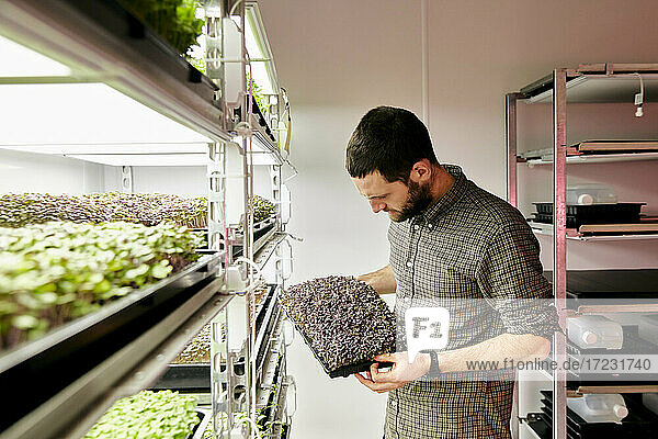 Mann pflegt Schalen mit Mikrogrüns in einer städtischen Farm