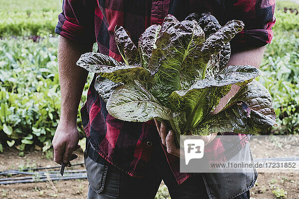 Farmer in a field  holding freshly picked purple leaf lettuce.