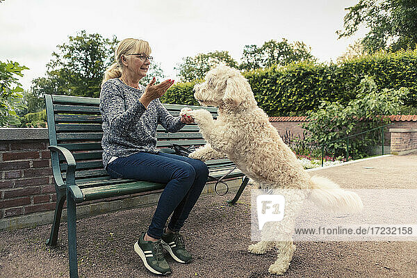 Blonde Frau gibt Gehorsamkeitstraining für Hund im Park