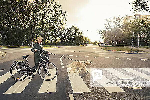 Mature woman wheeling bicycle while crossing road with dog