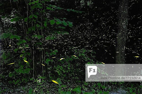 Glühwürmchen im Wald  Emilia Romagna  Italien  Europa