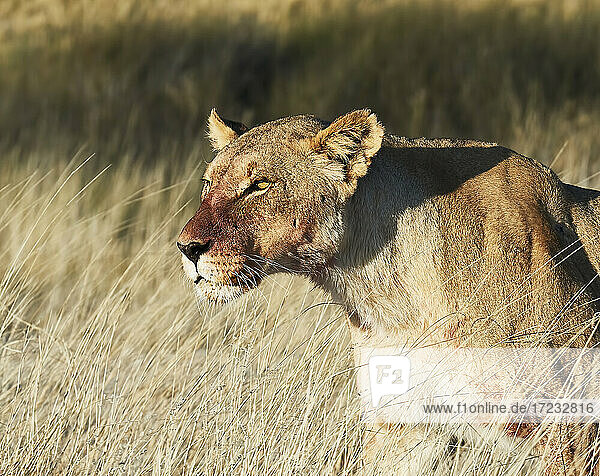Lioness (Panthera leo) headshot standing in the savannah  Etosha National Park  Namibia  Africa