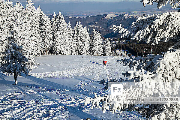 Beautiful winter landscape in Vladeasa mountains  Transylvania  Romania  Europe