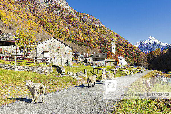 Schafe laufen auf der Straße in der Nähe eines Bergdorfes  Val Bodengo  Valchiavenna  Valtellina  Lombardei  Italien  Europa