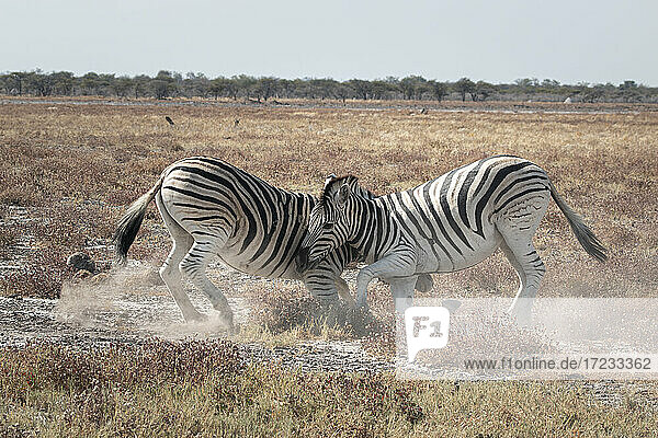 Zwei Zebras kämpfen in der Savanne  Etosha National Park  Namibia  Afrika