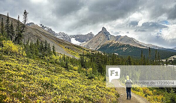 Hiker on hiking trail between autumnal bushes  view of mountain landscape and glacier in autumn  mountains Hilda Peak and Mount Athabasca  Parker Ridge  Icefields Parkway  Jasper National Park National Park  Canadian Rocky Mountains  Alberta  Canada  North America
