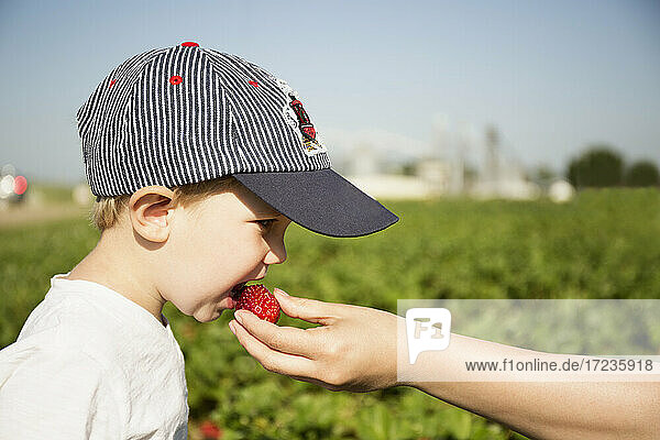 Hand der Mutter füttert Erdbeere zu Kleinkind Sohn in Erdbeerfeld