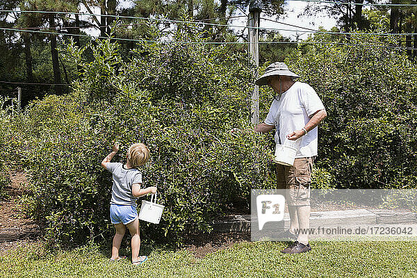Boy and grandfather picking blueberries at fruit farm