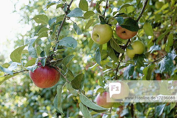 Reife Äpfel am Obstbaum auf der Obstfarm