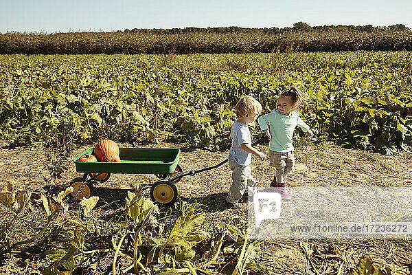 Brother and sister pulling pumpkin in cart