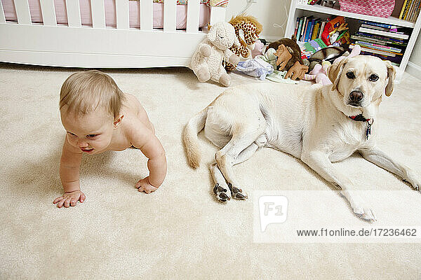 Baby-Mädchen  krabbelnd  Haushund neben ihr