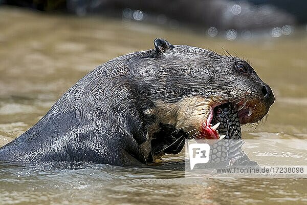Giant otter (Pteronura brasiliensis)  in the water  eating captured fish  animal portrait  Pantanal  Mato Grosso  Brazil  South America