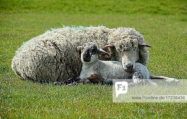 Domestic sheep (Ovis aries) with lamb  Haseldorfer Marsch  Schleswig-Holstein  Germany  Europe
