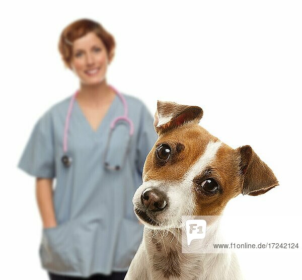 Adorable jack russell terrier and female veterinarian behind isolated on a white background