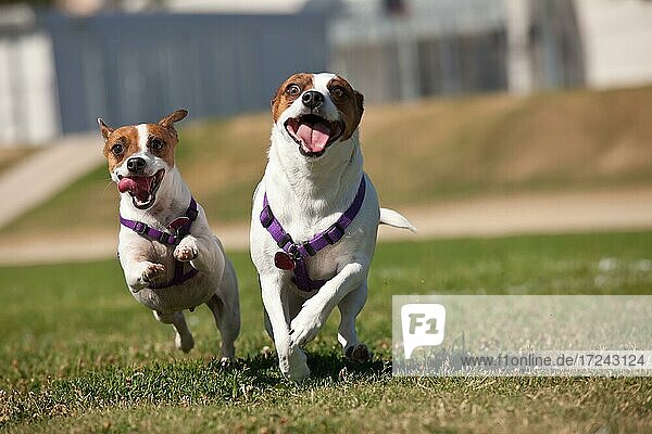 Jack Russell Terrier  Hunde laufen auf dem Rasen