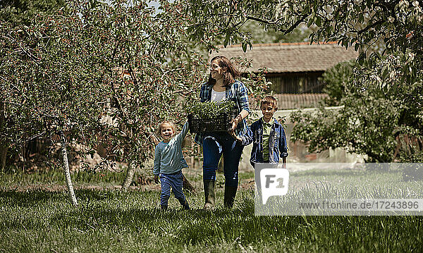 Mother holding crate of seedlings while walking with son and daughter in back yard